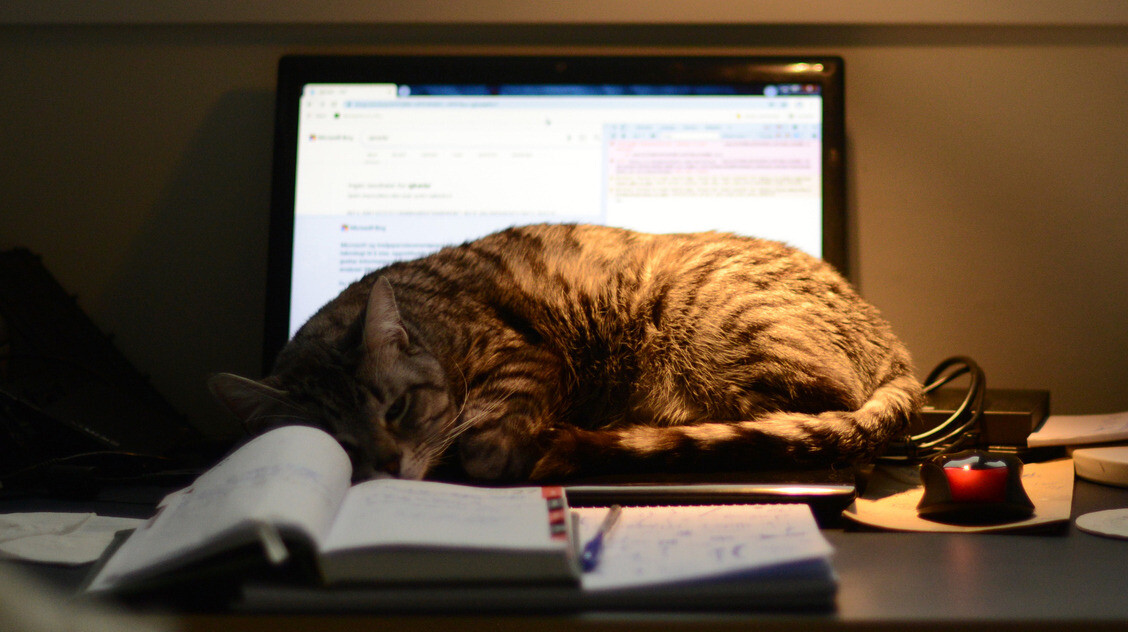 Miért fekszik a macska a billentyűzetre? Íme a magyarázat a furcsa viselkedésre