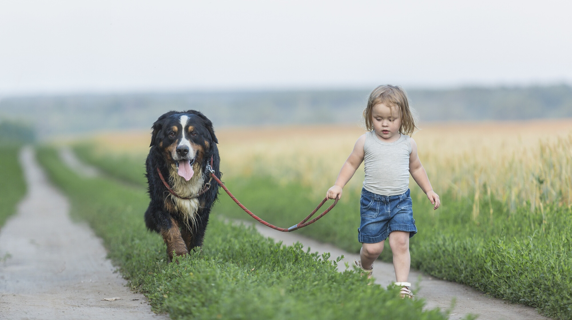 A 10 legjobb kutyafajta kisgyerekes családoknak – Kistestűtől a nagytestűig