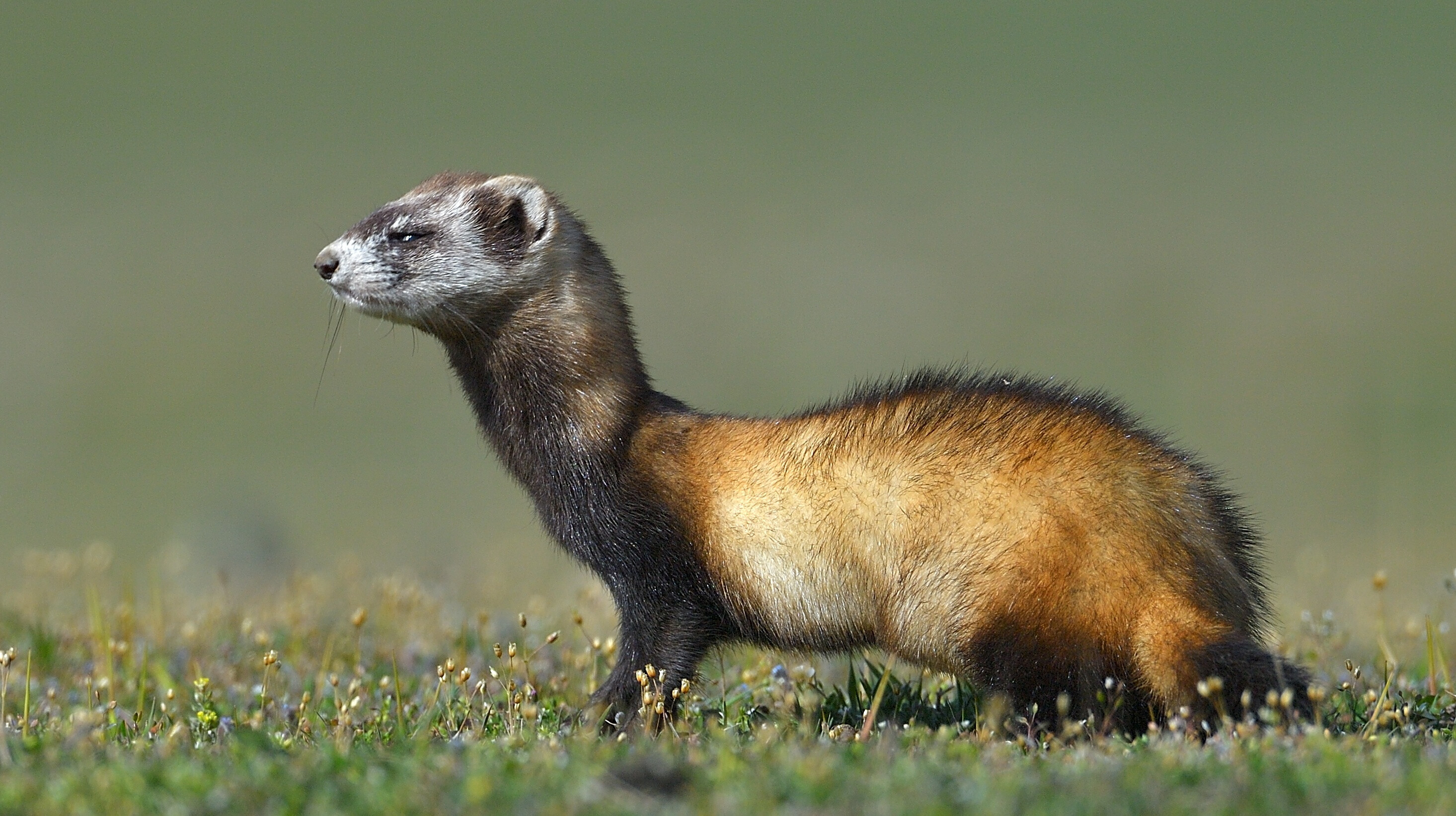 Mennyire ismered az év hazai emlősét? – Teszteld a tudásod!