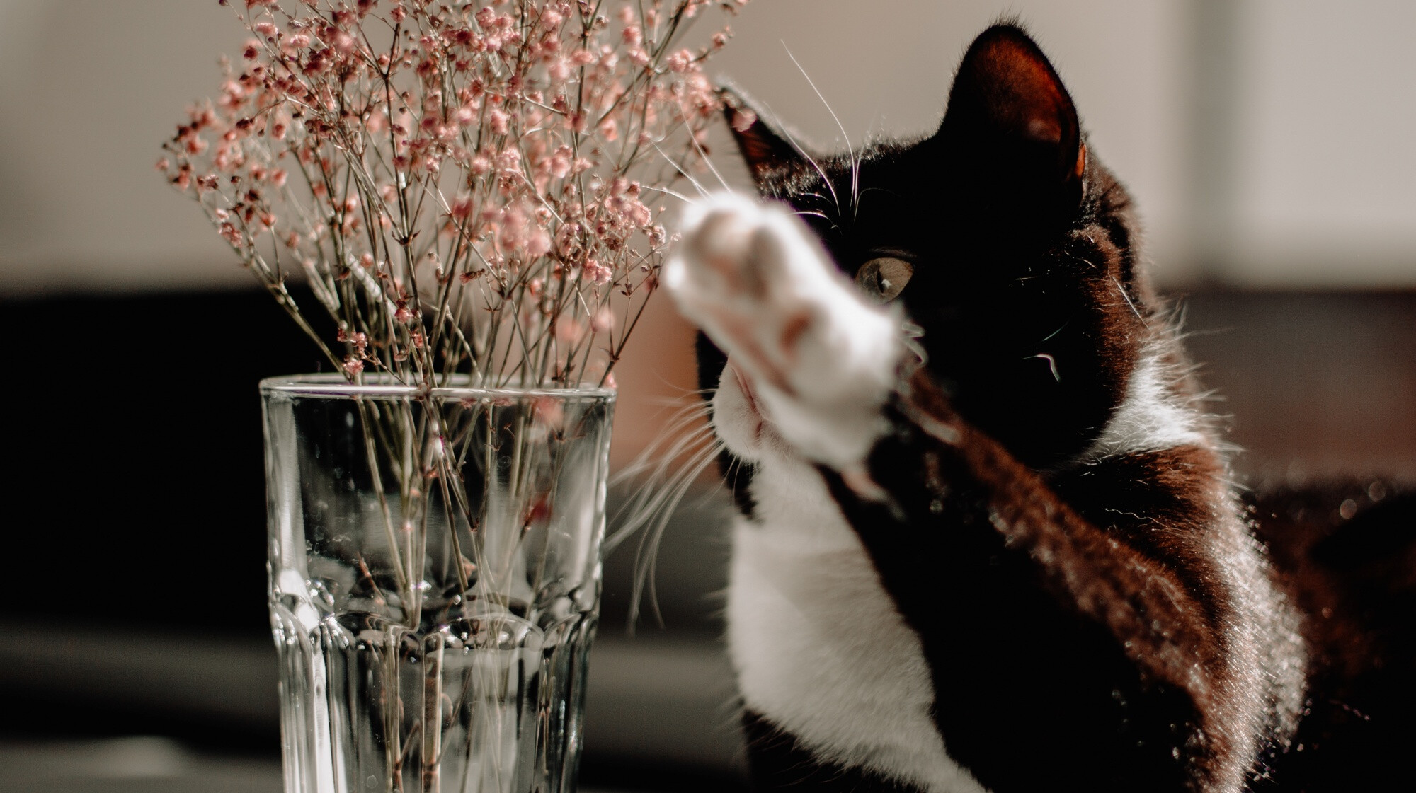 Mit jelent, ha a macskád lelöki a tárgyakat az asztalról? 3 magyarázat a kíváncsiságtól a tanulásig