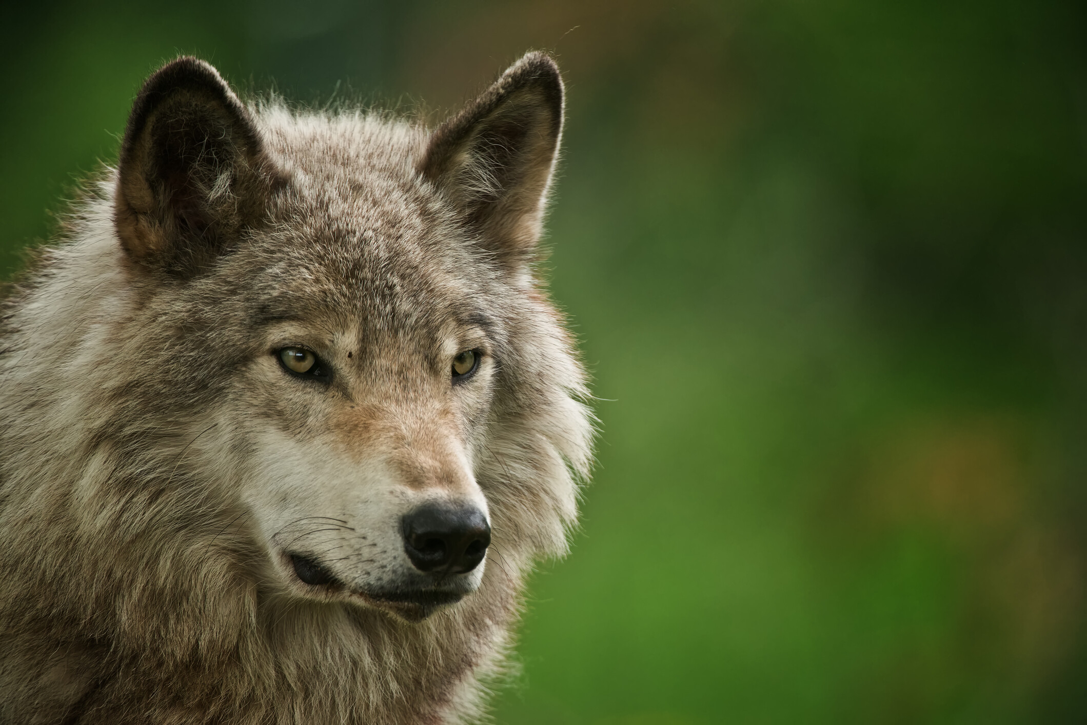 Farkasok veszélyeztetik a háziállatokat
