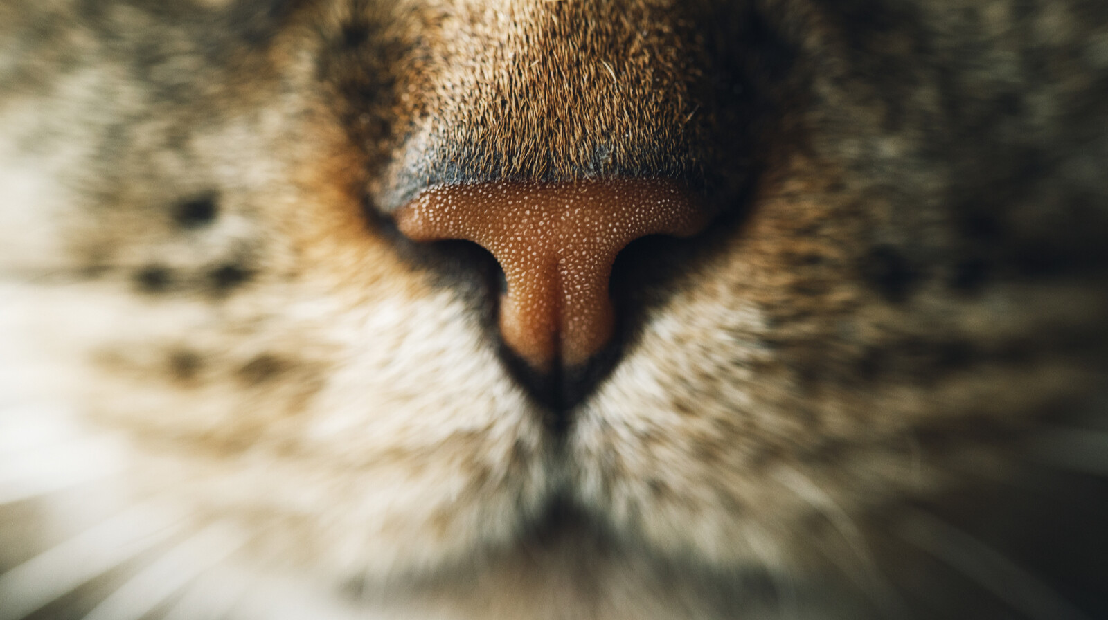 Felismered, melyik állat orrát látod a képeken? Nem is olyan egyszerű, mint hinnéd