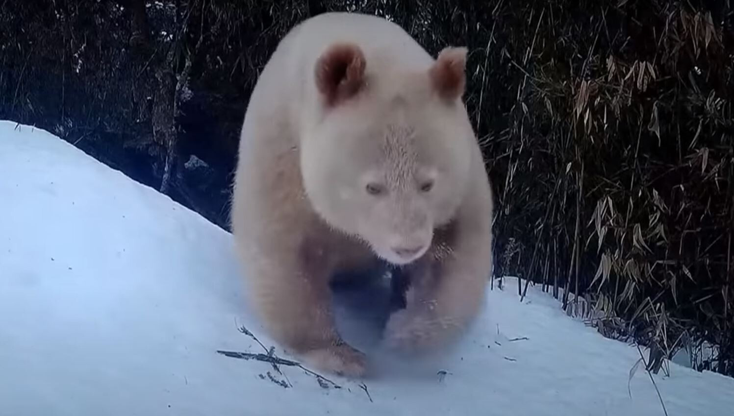 Kiderült, milyen nemű a világ egyetlen albínó pandája