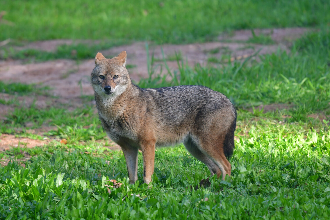 A túl sok aranysakál miatt hirdettek vadászversenyt