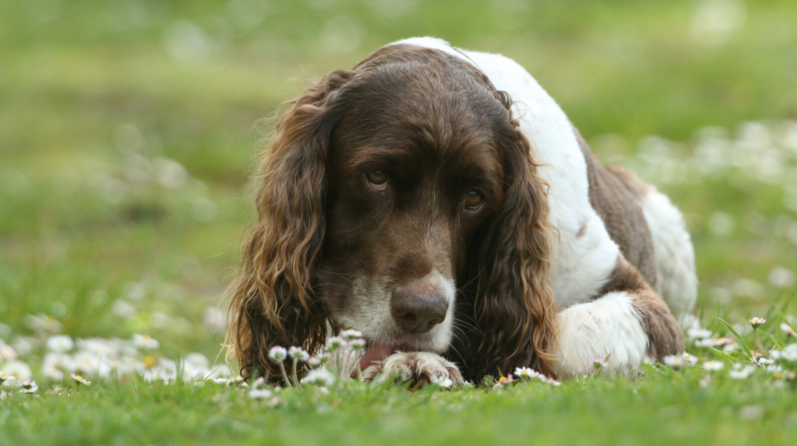 Meglepő okok, amelyek miatt gyakran nyalogatják magukat a kutyák és a macskák