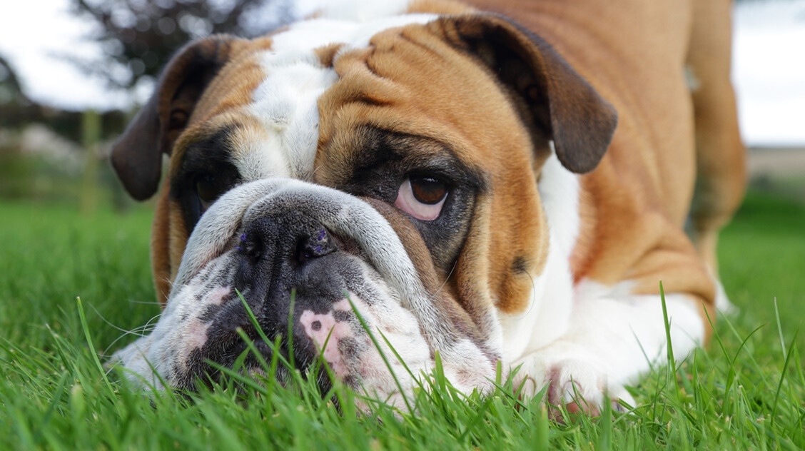 Kiderült: ezért népszerűek a rövid orrú kutyák