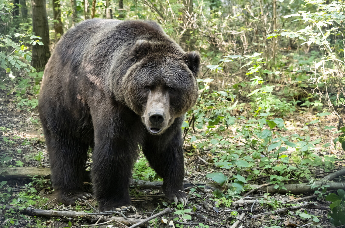 Két új medve érkezett a Nyíregyházi Állatparkba