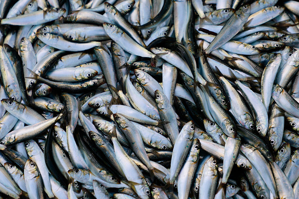 A „tenger fehérjeszeletére” épül az új extrém diéta - egy fiatal kutató kipróbálta