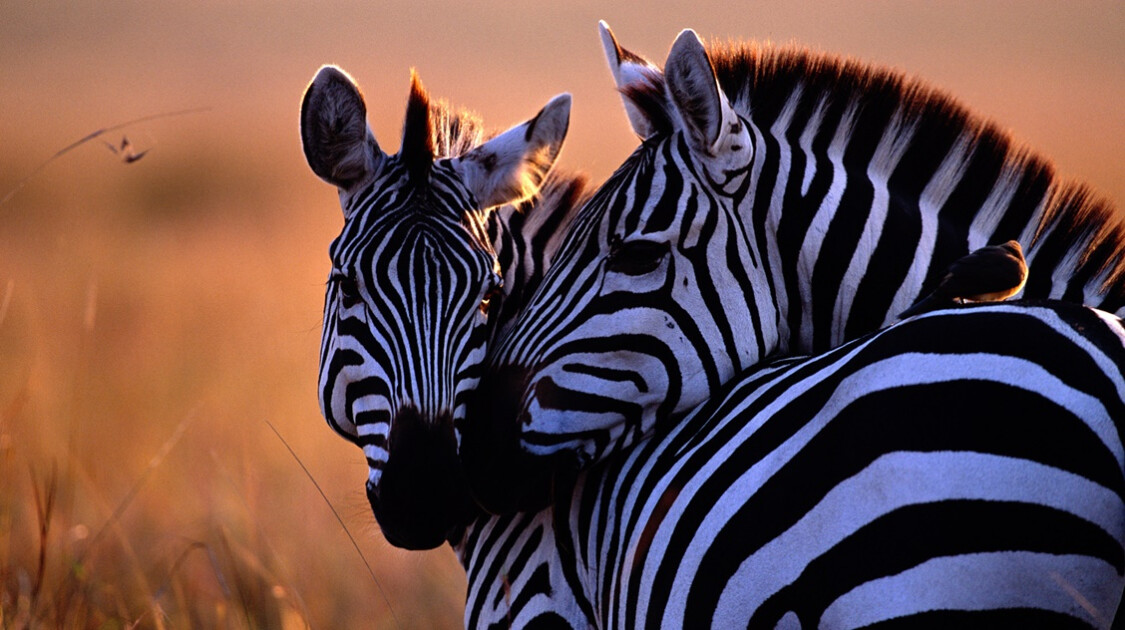 Ezért csíkos a zebra | Házipatika