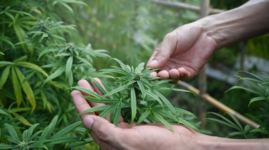 Alemania legalizará la farmacia casera de cannabis