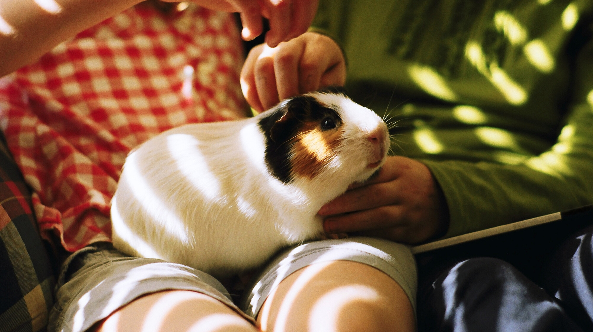 Felismered képről a házikedvenceket? Teszteld a tudásod!