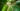 A zöld bogyómászó-poloska, poloska poloskainvázió zöld vándorpoloska