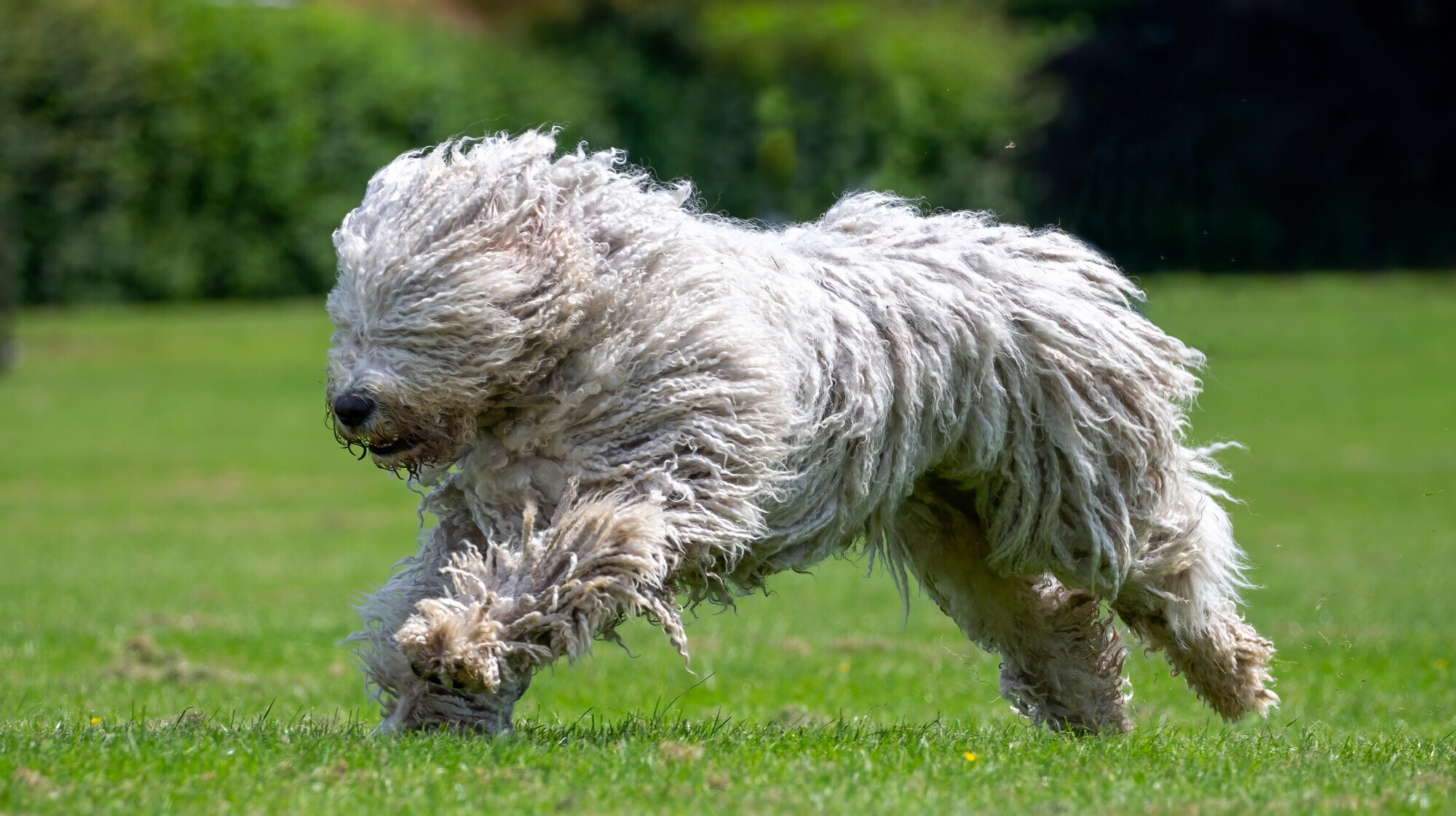 Puli vagy komondor: felismered képről a kutyafajtákat? – Teszteld a tudásod!