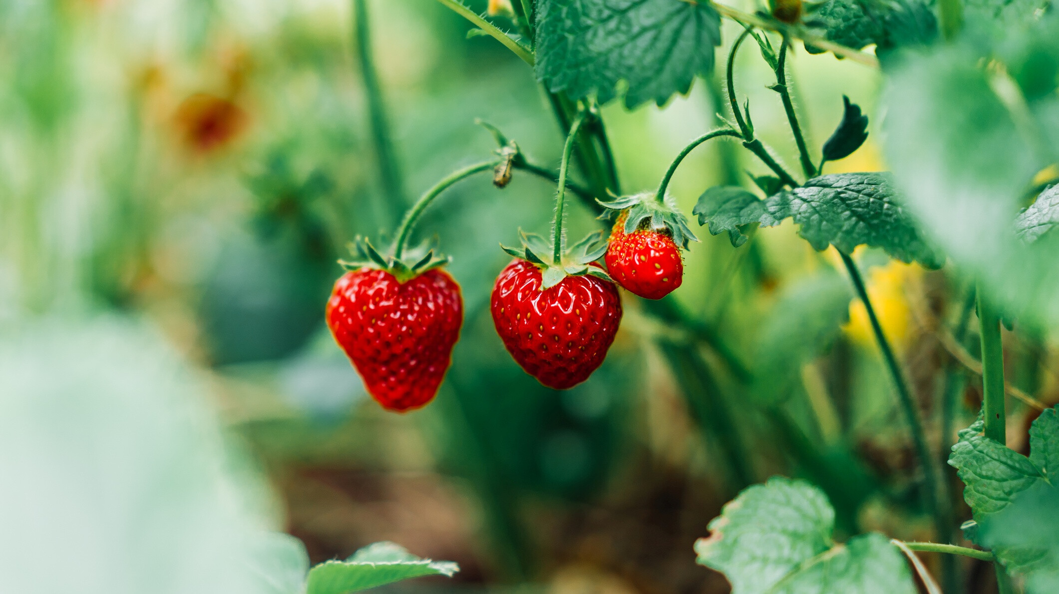 Az eper 8 jótékony hatása – így támogatja az egészséget a nyári kedvenc