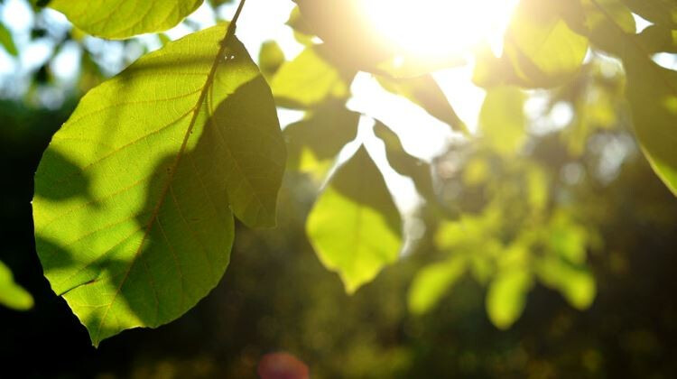 Mire jó a diófalevél?