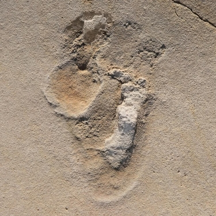 hatmillió éves lábnyom, emberféle, hominida, Kréta