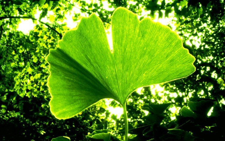 Ginkgo biloba: értágító, keringésjavító, stresszoldó