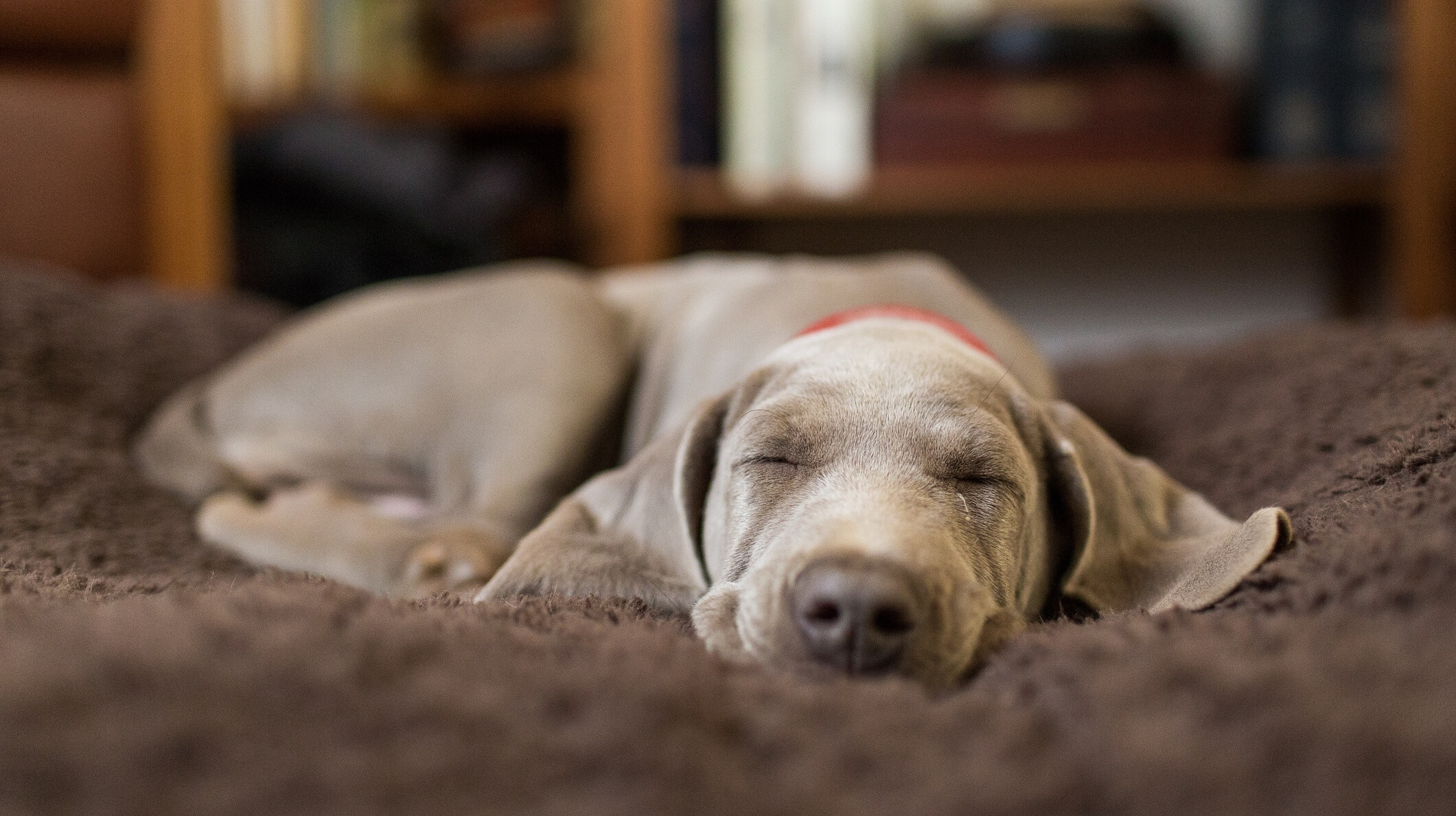 Mit jelent, ha a kutyád kaparja a kanapét vagy az ágyat? 5 ok, amire nem gondolnál