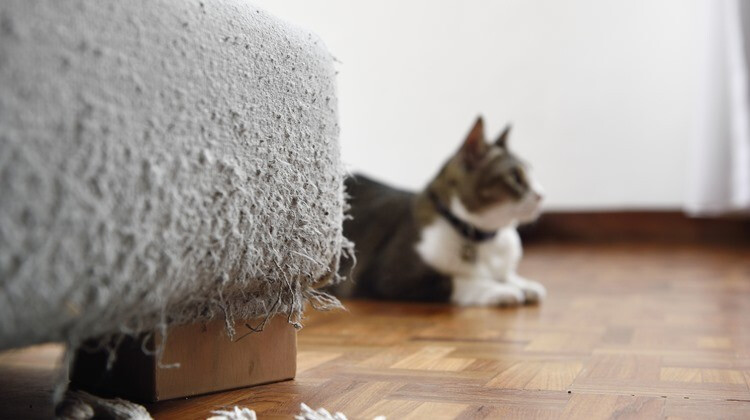 Macskát így szabad lakásban tartani