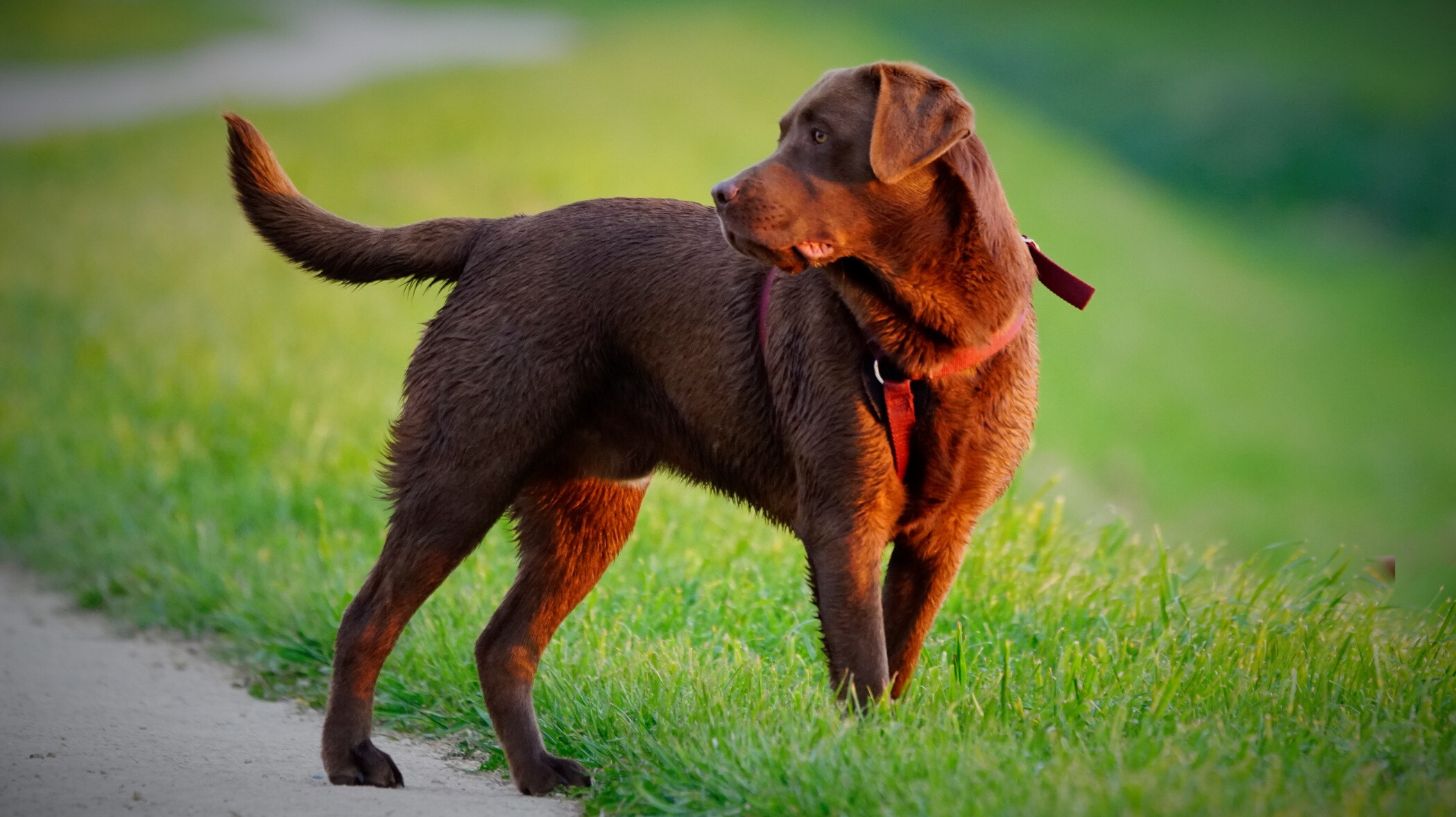 Ezt jelenti, ha a kutyád lassan csóválja a farkát