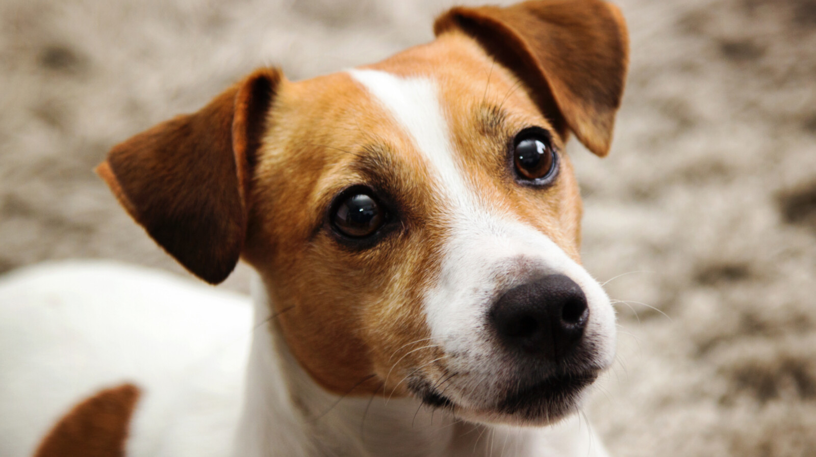 Mit jelent, ha a kutyád evés közben rád néz? Ez a tudományos ok állhat mögötte