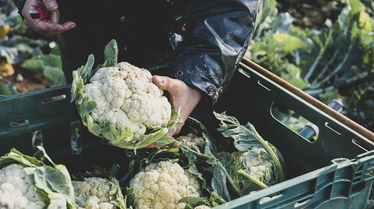 Karfiol: a szuperzöldség 8 jótékony hatása