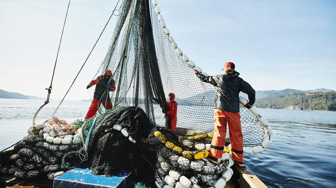 Halak, amik már nem valók a tányérra