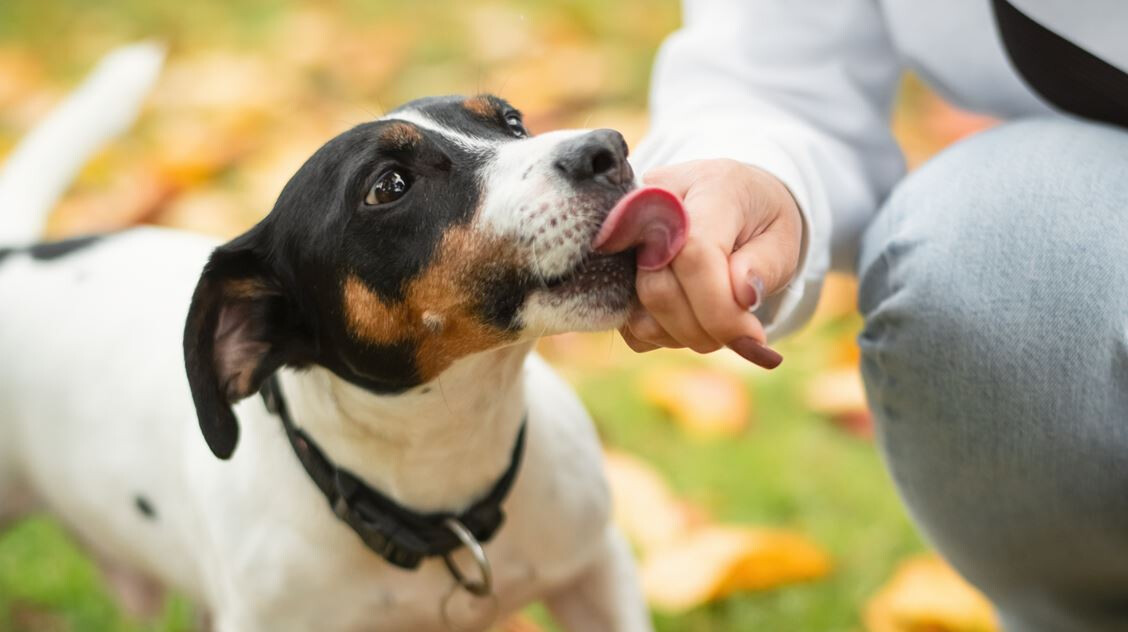 Ezért nyalogathatja a kutyád a kezedet – íme 2 lehetséges magyarázat