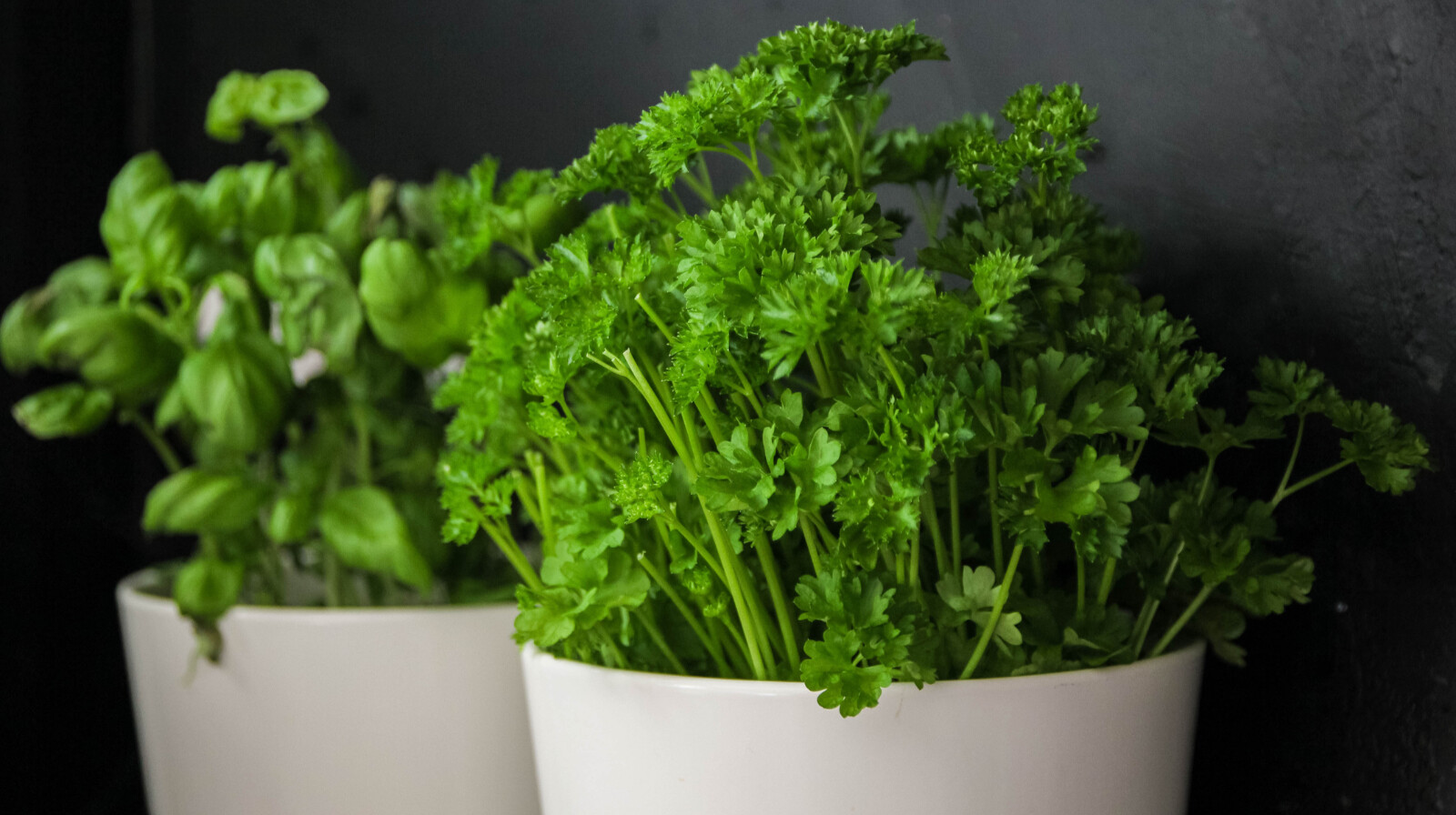 Mérgező, ha így eszed a petrezselymet – hányást, hasmenést, de akár vesekárosodást is okozhat