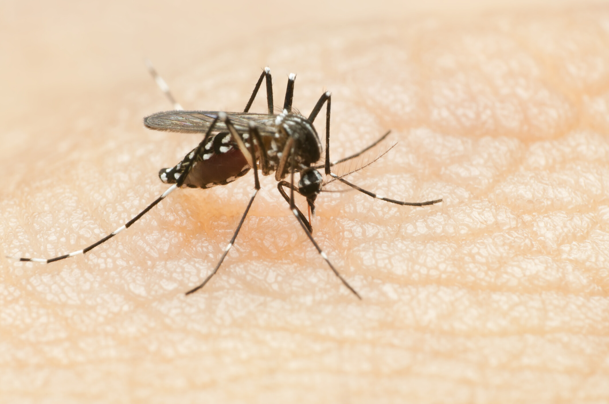 Már Magyarországon is terjedhet a trópusi chikungunya-vírus