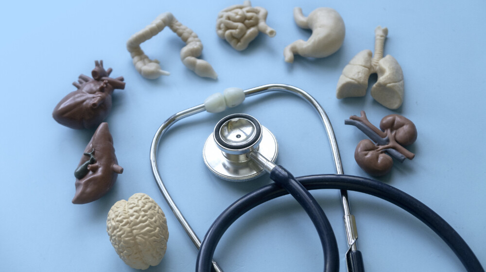 Kvíz: tudod, hol van a májad és a többi fontos szerved?