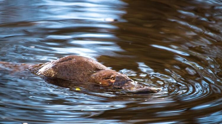 Egy állat segíthet a cukorbetegeken