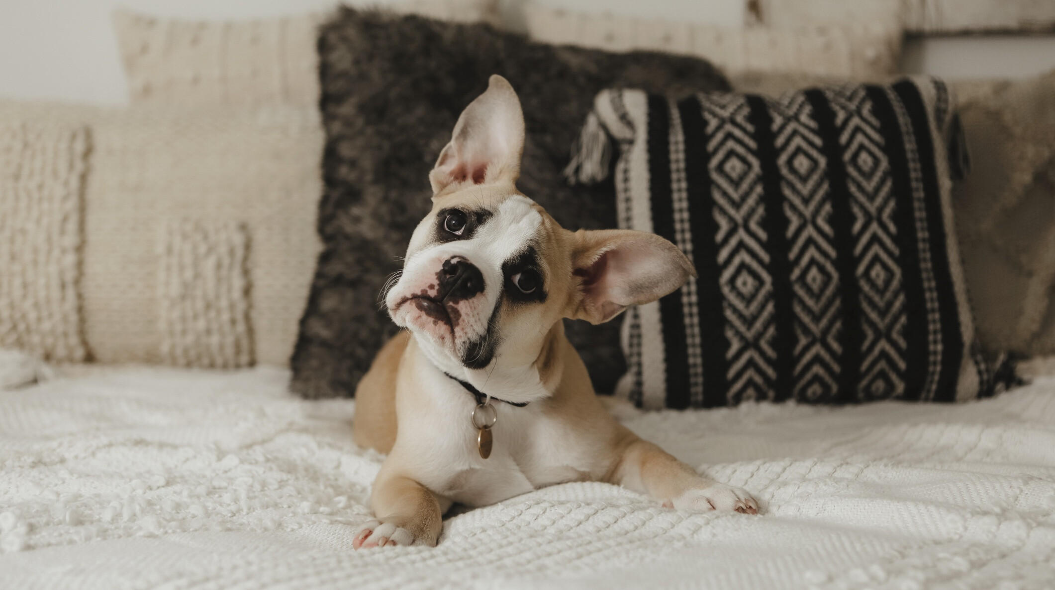 Mit jelent, ha a kutyád félrebillenti a fejét? 5 meglepő ok