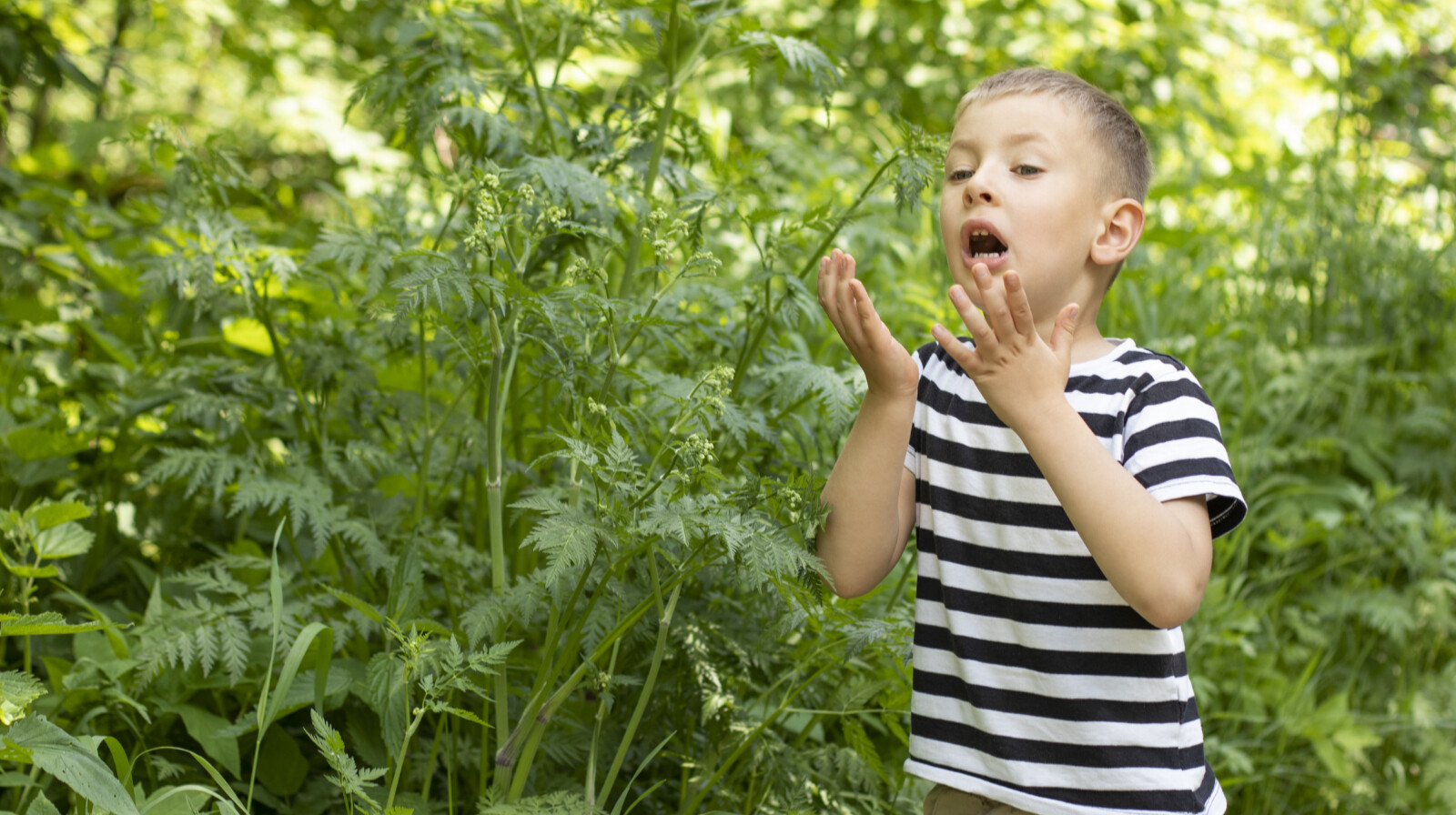 Biztos, hogy a parlagfűre vagy allergiás? Így derítheted ki