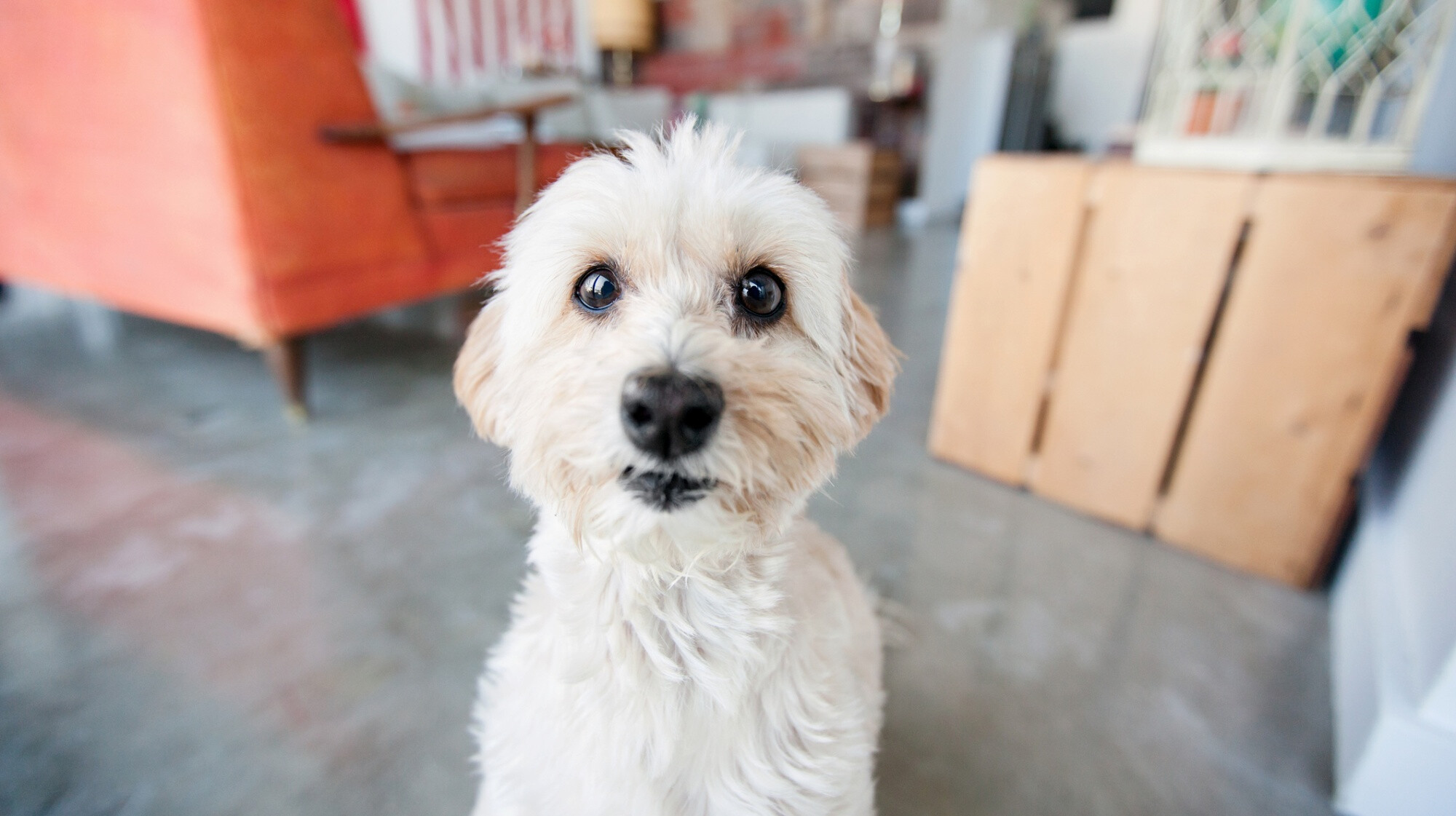 8 biztos jel, hogy szeret a kutyád – Így mutatja ki a gazdi felé