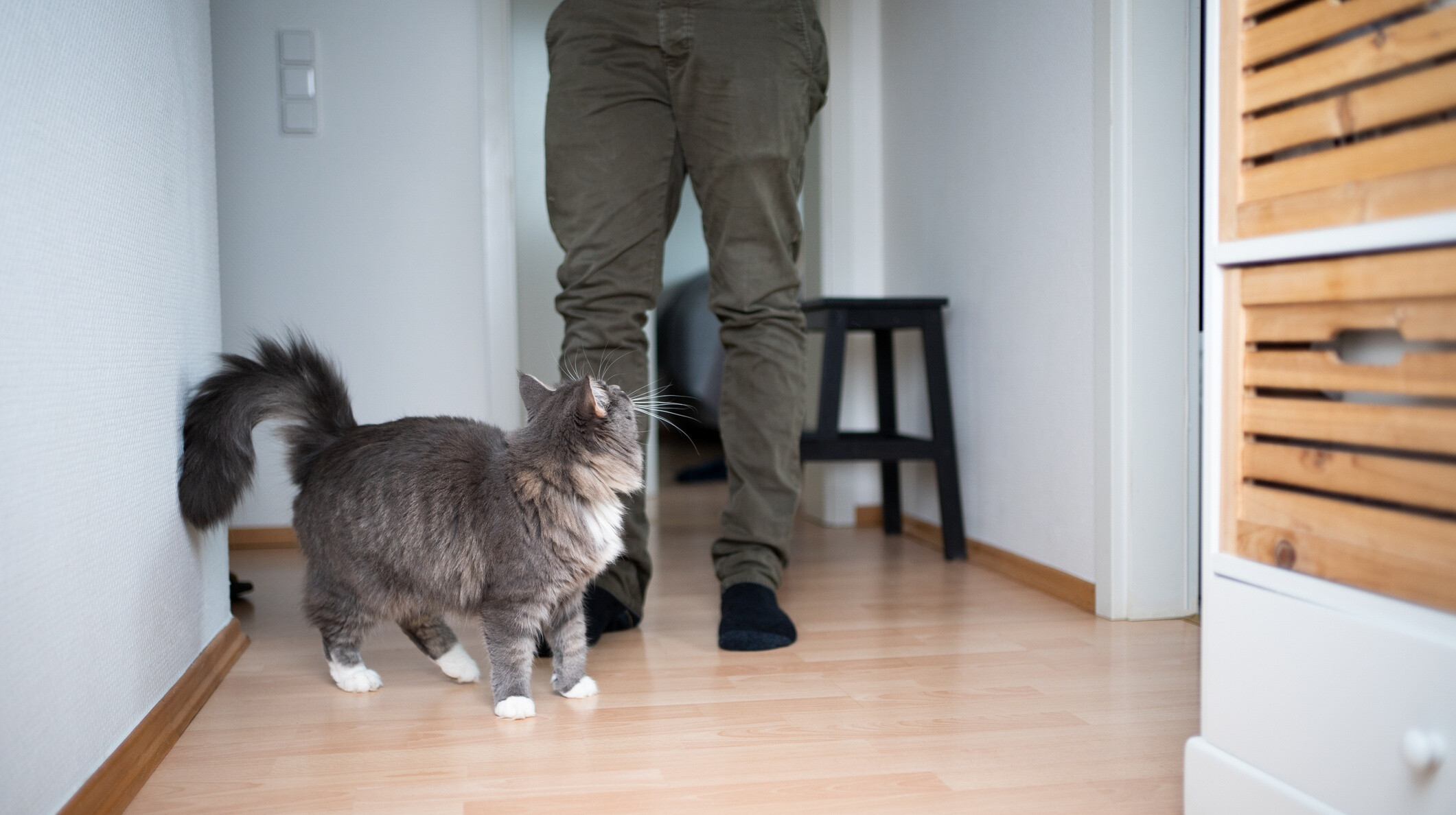 Miért vannak folyton láb alatt a macskák? – Ezt kommunikálja vele kedvenced