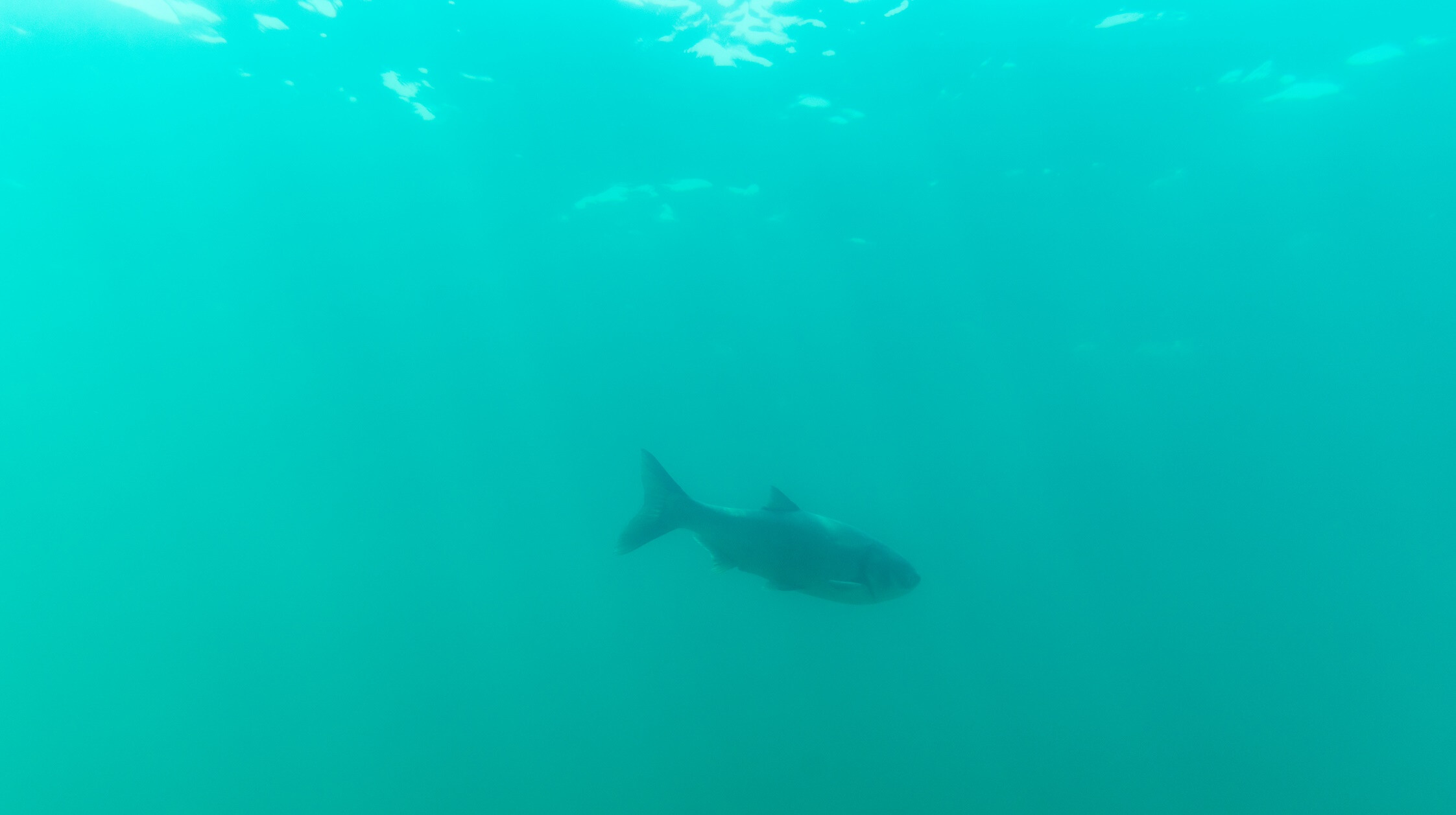 Cápát videóztak a Balatonban: itt a magyarázat