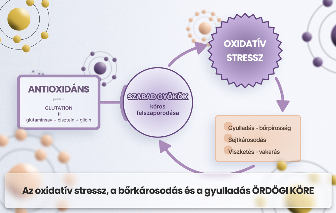 Az oxidatív stressz ördögi köre.