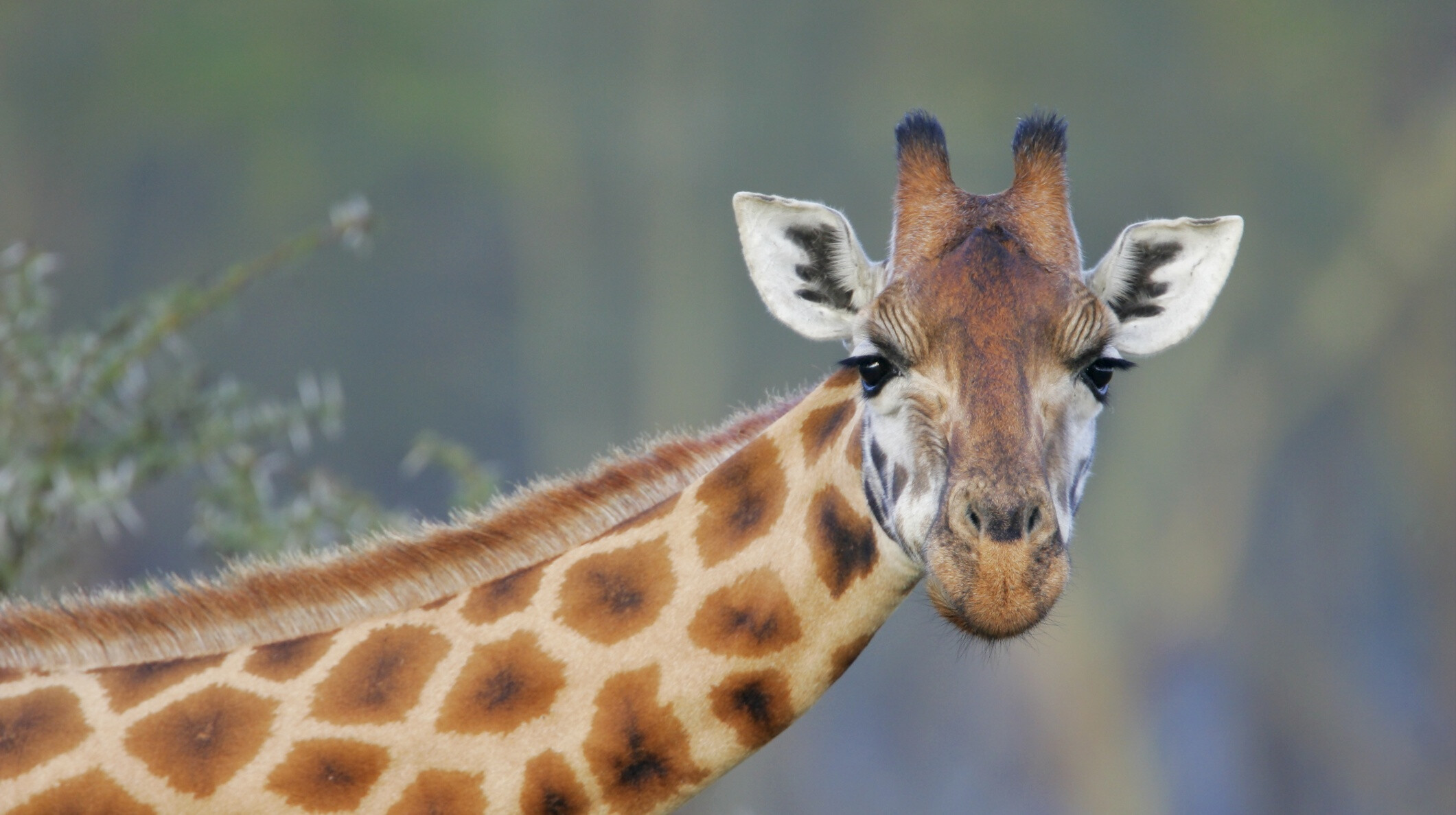 Melyik állat nyelve hosszabb a testénél? – Teszteld a tudásod!